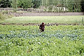 Ladakh - country life 